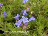 Lithodora