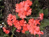 Lychnis