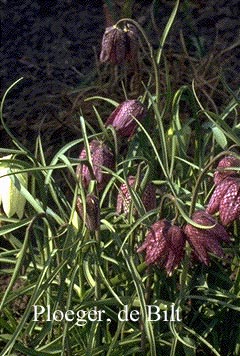 Fritillaria