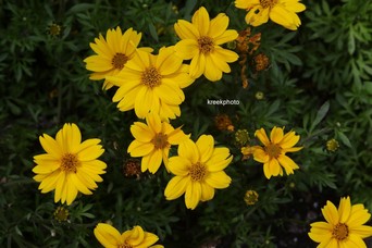 Bidens