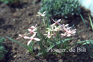 Rhodohypoxis