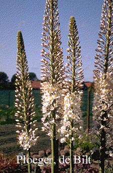 Eremurus