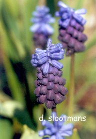 Muscari