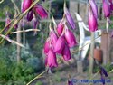 Dierama