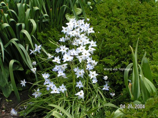 Ornithogalum