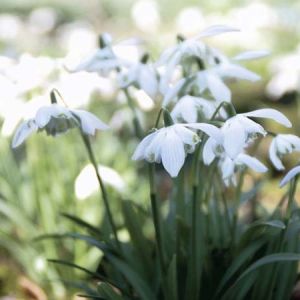 Galanthus