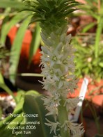 Eucomis