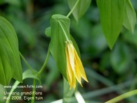 Uvularia