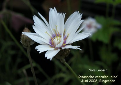 Catananche