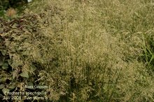 Eragrostis