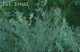 Atriplex