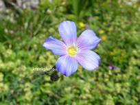 Linum