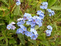 Myosotis