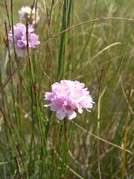 Armeria