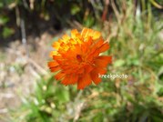 Hieracium