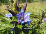 Gentiana