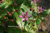 Tricyrtis