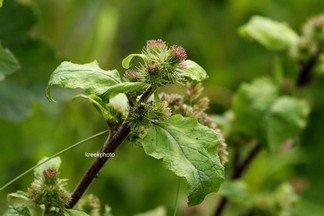 Arctium