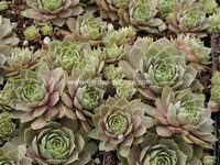 Sempervivum